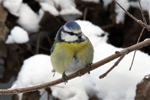 Blaumeise in den Wallanlagen (Dezember 2010)