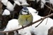 Vogelinventur: Stunde der Wintervögel 2012