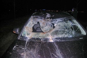 Obwohl das Pferd bei dem Unfall durch die Frontscheibe in den Fahrgastraum einbrach, blieben die beiden Insassen unverletzt Obwohl das Pferd bei dem Unfall durch die Frontscheibe in den Fahrgastraum einbrach, blieben die beiden Insassen unverletzt