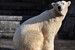 Eisbär Blizzard zieht in den Hamburger Tierpark Hagenbeck um