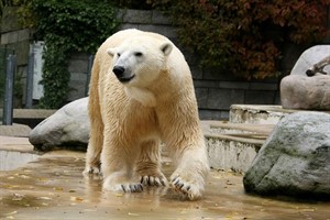 Eisbär Lars kommt aus dem Zoo Wuppertal nach Rostock
