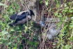 Eine Nebelkrähe entdeckt das Nest der Taube.