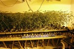 Illegale Hanfplantage: 369 Cannabispflanzen sichergestellt