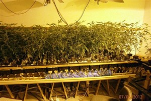 Mehr als 350 Cannabispflanzen wurden letzte Woche im Landkreis Rostock sichergestellt Mehr als 350 Cannabispflanzen wurden letzte Woche im Landkreis Rostock sichergestellt