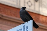 Stadtgrünamt mit mehr Verantwortung für Naturschutz