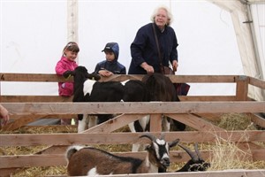 Kälber und Jungziegen im Tierzelt