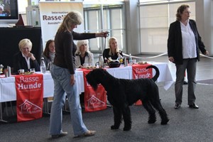 Die Rassehundeausstellung findet am 29. & 30. September von 9-17 Uhr in der HanseMesse statt