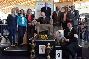 Rassehundeausstellung Rostock 2012: Siegerhund „Best in Show“ 