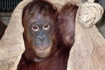 Trauerfall im Darwineum: Orang-Dame Shiwa ist gestorben