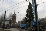 Höchster Weihnachtsbaum des Landes aufgestellt