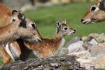 Nachwuchs bei den Litschi-Moorantilopen im Rostocker Zoo