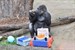 Gorilla Assumbo feiert 40. Geburtstag im Rostocker Zoo