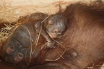 Nachwuchs bei den Orang Utans im Rostocker Zoo