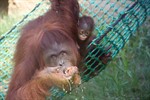 Surya heißt das Orang-Utan-Baby im Zoo Rostock