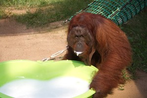 Papa Edje geht voran und testet das Taufwasser im Planschbecken