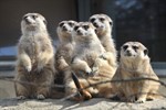 Tierische Partymeile im Zoo Rostock