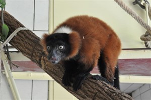 Zwei Rote Varis sind am Wochenende im Zoo Rostock eingezogen Zwei Rote Varis sind am Wochenende im Zoo Rostock eingezogen