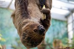 Die Tierwelt als emotionale Brücke zum Leben