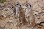 Orkantief „Xaver“: Zoo Rostock bleibt heute geschlossen