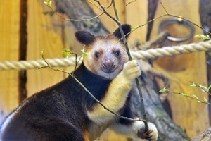 Altes Menschenaffenhaus wird Kletterparcour für Baumkängurus