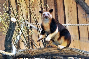Baumkänguru Wimbe im Zoo Rostock Baumkänguru Wimbe im Zoo Rostock