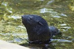 Kleiner Seebär im Zoo Rostock