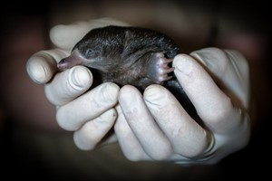 Neuguinea-Kurzschnabeligel-Nachwuchs im Zoo Rostock: Am 4. April wurden die ersten Fotos von dem kleinen stachligen Wunder aus der Koje 8 gemacht. Foto: Axel Dobbertin Neuguinea-Kurzschnabeligel-Nachwuchs im Zoo Rostock: Am 4. April wurden die ersten Fotos von dem kleinen stachligen Wunder aus der Koje 8 gemacht. Foto: Axel Dobbertin