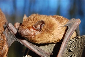 Ein Großer Abendsegler in Nahaufnahme - bald werden sich die Tiere eine andere Unterkunft suchen.