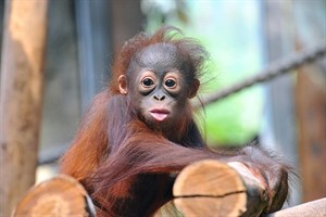 Orang-Utan-Mädchen Surya ist der kleine Star im Darwineum. Die Tropenhalle zieht auch im Winter viele Besucher an. Orang-Utan-Mädchen Surya ist der kleine Star im Darwineum. Die Tropenhalle zieht auch im Winter viele Besucher an.