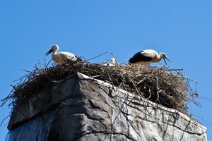 Im Rostocker Zoo ist die Vogelgrippe ausgebrochen. Ein Storch hatte sich infiziert. Im Rostocker Zoo ist die Vogelgrippe ausgebrochen. Ein Storch hatte sich infiziert.