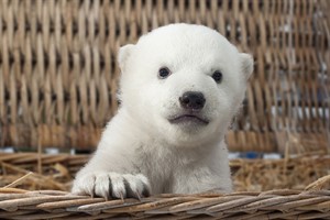 Nach nur zwei Monaten brachte der kleine Eisbär im Rostocker Zoo schon stolze 7,5 Kilogramm auf die Waage Nach nur zwei Monaten brachte der kleine Eisbär im Rostocker Zoo schon stolze 7,5 Kilogramm auf die Waage