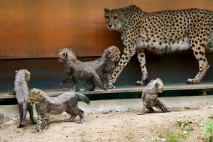 Malika und ihr Gepardennachwuchs im Zoo Rostock