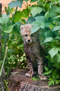 Kleiner Gepard im Zoo Rostock