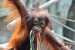 Orang-Utan Surya feiert ihren 2. Geburtstag im Rostocker Zoo 