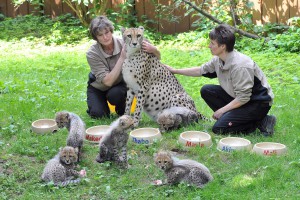 Gepardentaufe im Zoo Rostock: Die Tierpflegerinnen Ellen Hinz (li.) und Andrea Marx verteilten heute bei der Taufe die Fressnäpfe, mit den Namenschildern für ihre Schützlinge (Foto: Joachim Kloock) Gepardentaufe im Zoo Rostock: Die Tierpflegerinnen Ellen Hinz (li.) und Andrea Marx verteilten heute bei der Taufe die Fressnäpfe, mit den Namenschildern für ihre Schützlinge (Foto: Joachim Kloock)