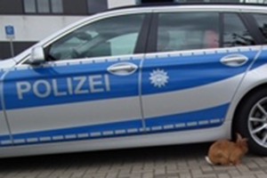 Entlaufender Hase bei der Bundespolizeiinspektion Rostock Entlaufender Hase bei der Bundespolizeiinspektion Rostock
