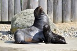 Seebärennachwuchs Ronja im Zoo Rostock getauft