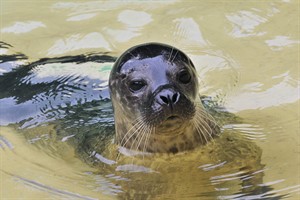 Seehundmädchen Ylvi im Zoo Rostock (Foto: Joachim Kloock) Seehundmädchen Ylvi im Zoo Rostock (Foto: Joachim Kloock)