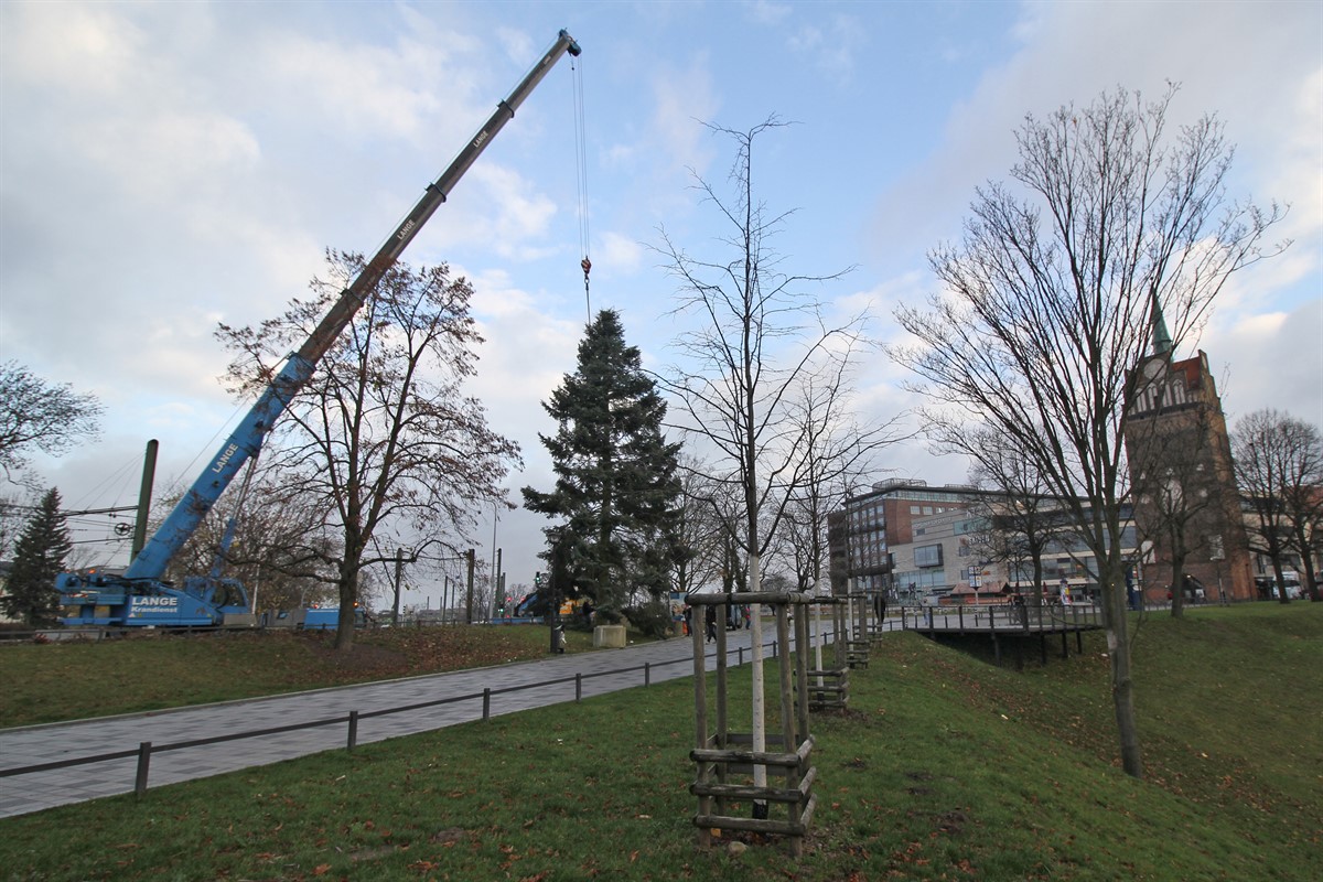 Tannenbaum für Rostocker Weihnachtsmarkt aufgestellt RostockHeute