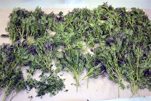 Cannabis-Plantagen in Rostock ausgehoben (Foto: Polizeipräsidium Rostock)