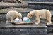 Der kleine Eisbär Fiete feiert heute seinen ersten Geburtstag