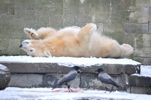 Eisbärenjunge Fiete genießt den Schnee im Rostocker Zoo (Foto: Joachim Kloock)