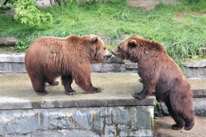Kamtschatkabärenzwillinge Wanja und Misho verlassen den Zoo Rostock (Foto: Joachim Kloock) Kamtschatkabärenzwillinge Wanja und Misho verlassen den Zoo Rostock (Foto: Joachim Kloock)