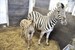 Zebra-Nachwuchs im Zoo Rostock