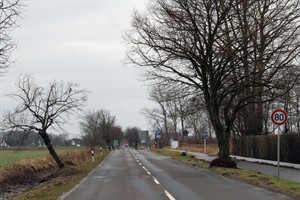 55 Alleebäume sollen in der Doberaner Landstraße neu gepflanzt werden, dafür muss das Tempo reduziert werden