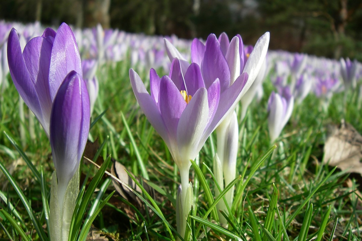 Botanischer Garten Offnet Nach Winterpause Wieder Rostock Heute