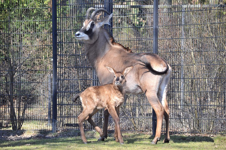 Jungtiere Und Zweikopfige Schlange Im Rostocker Zoo Rostock Heute