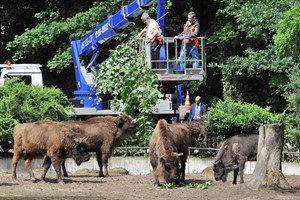 Fütterung im Wisentgehege des Rostocker Zoos: Das frische Grün von Innenminister Lorenz Caffier kam bei den Wisenten gut an. (Foto: Joachim Kloock)