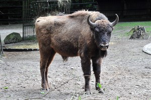 Wisentbulle Wilson komplettiert die Herde mit drei Weibchen und Wisentjungtier Walli im Zoo Rostock (Foto: Joachim Kloock)