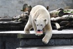 Zoo-Orakel Fiete tippt auf Sieg von Deutschland gegen Polen